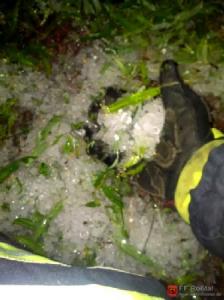 hagel